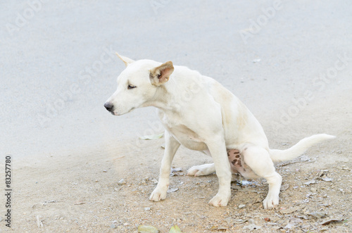 dog pee sitting