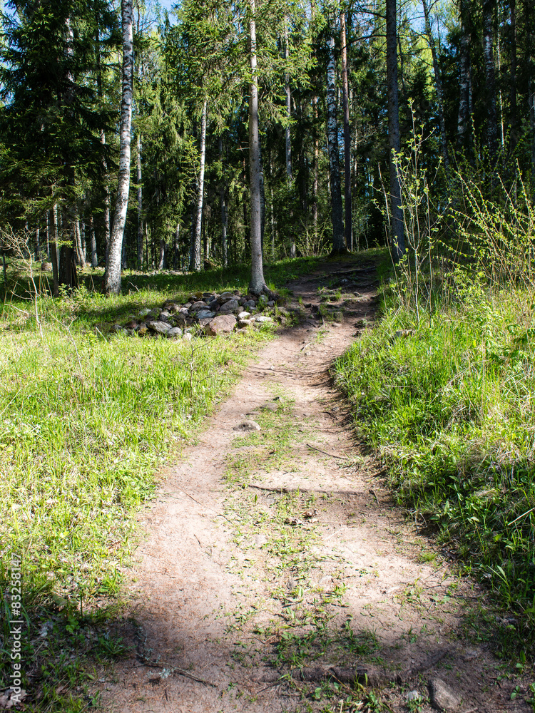 empty country road in forest