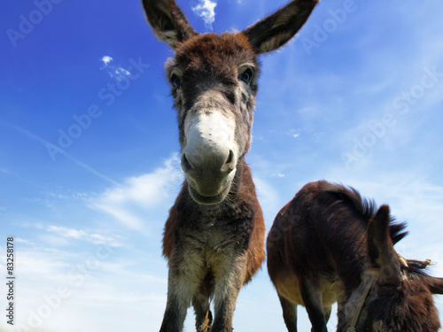 Closeup of a donkey on the field