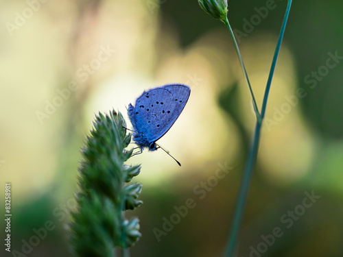 Cupido (Everes) alcetas - Provencal Short Tailed Blue. Backlit a photo