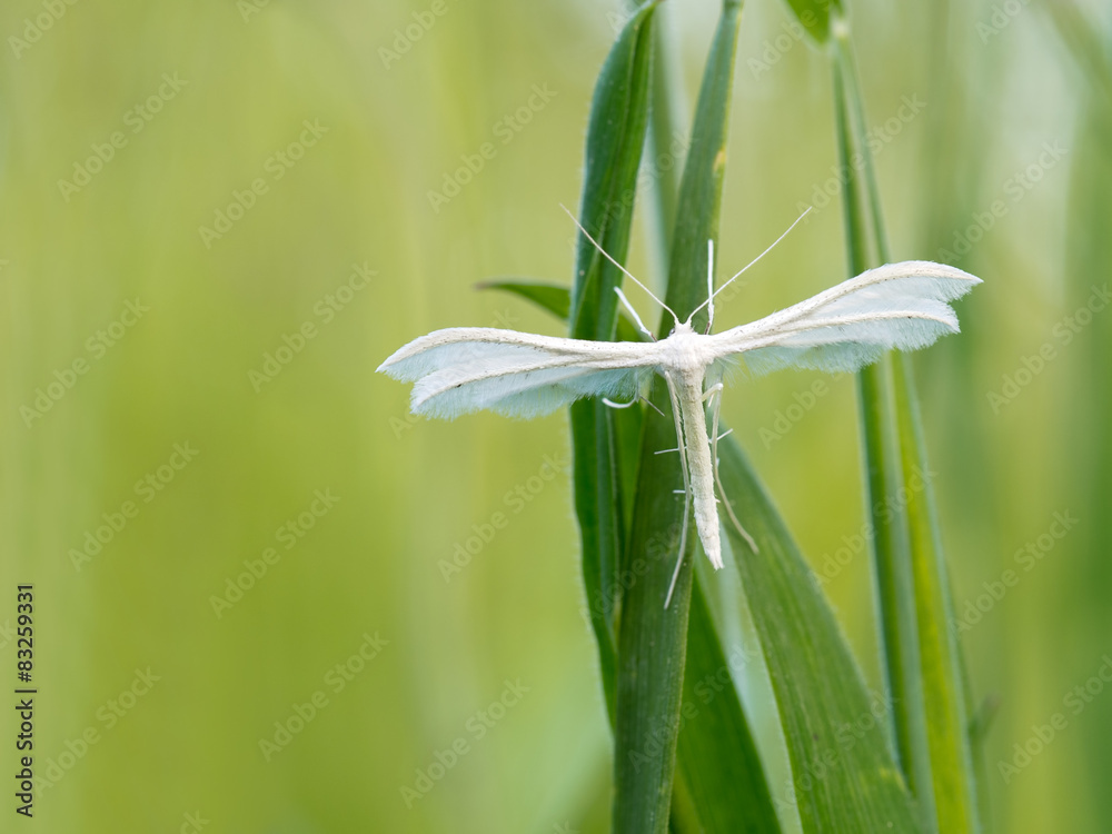 Fototapeta premium White Plume Moth, Pterophorus pentadactyla. Pretty, fluffy, feat