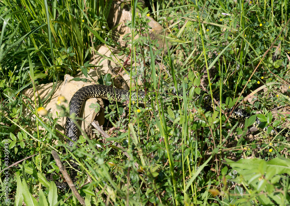 Snake in the grass. Green Whip Snake, white. Hierophis viridifla Snake in the grass. Green Whip Snake, white. Hierophis viridifla