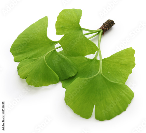 ginkgo biloba leaves isolated on white background