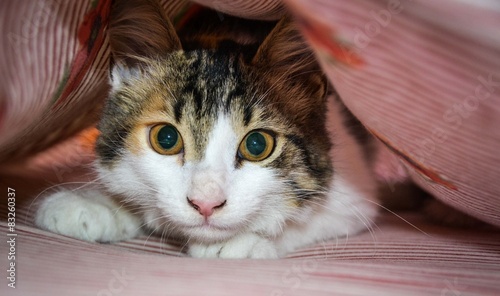 Tableau sur toile Gatto sotto le coperte