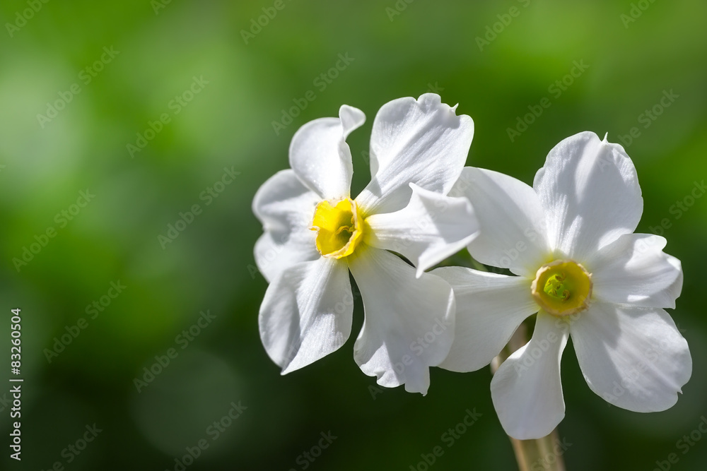 Fototapeta premium Narcissus flowers, macro.