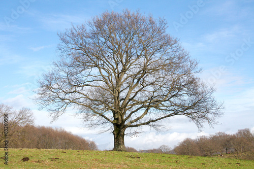 Big Solitary Tree