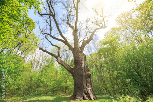 old dry oak photo