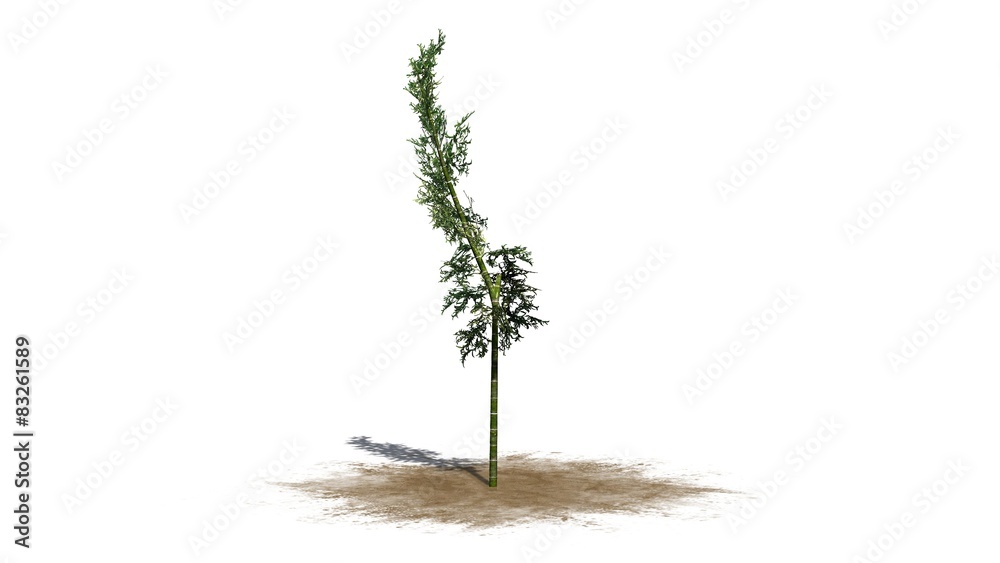 Fototapeta premium bamboo - isolated on white background 