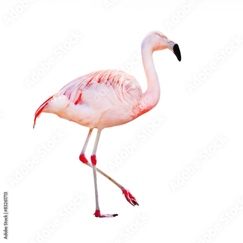 The greater flamingo (Phoenicopterus roseus) .