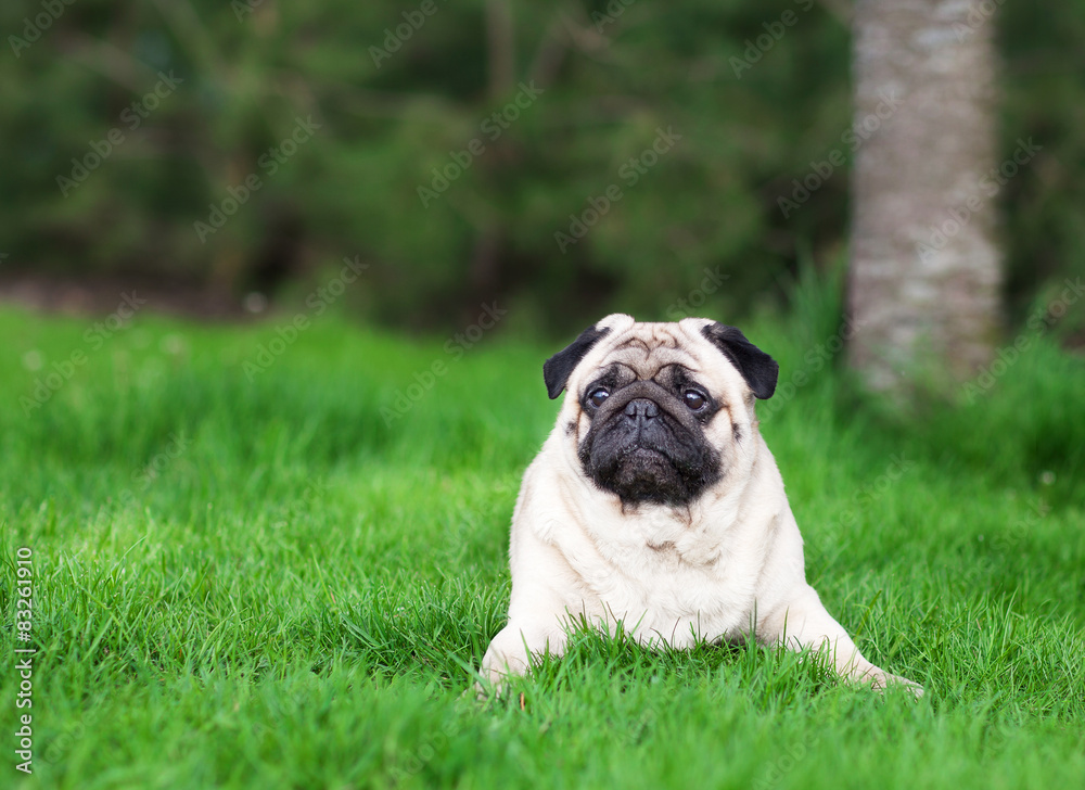 Pug in the green grass