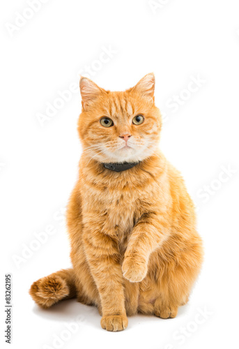Fototapeta Naklejka Na Ścianę i Meble -  ginger cat isolated