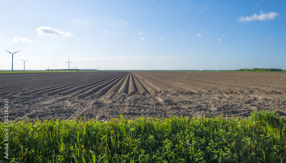 Fototapeta premium Waving grass along a plowed field in spring