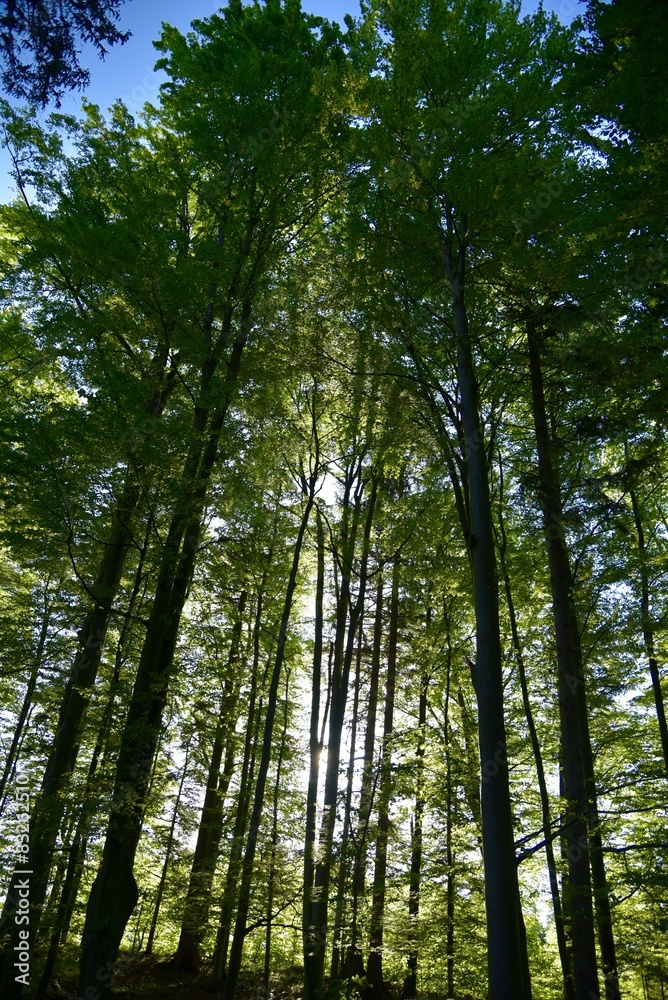 Sonnenstrahlen im Wald Sonnenstrahlen im Wald