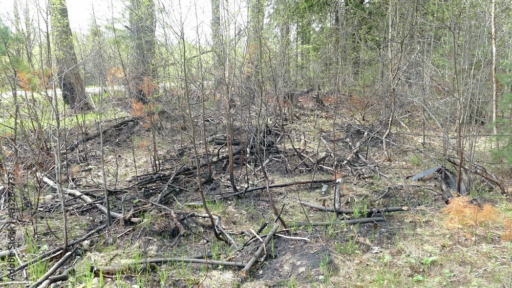 Spring forest after a fire in Russia Spring forest after a fire in Russia