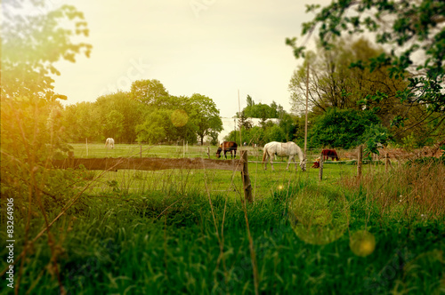 Konie na pastwisku. Wiejski krajobraz