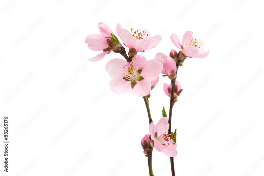 Cherry blossom, sakura flowers Cherry blossom, sakura flowers
