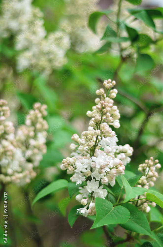 Beautiful branch white lilac flowers outdoors macro