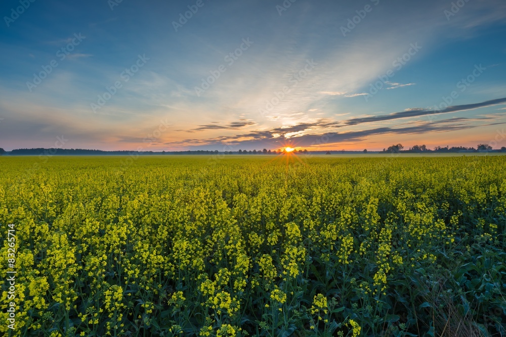 Sunrise over blooming rape field.