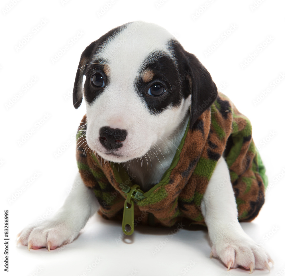 puppy in dress military