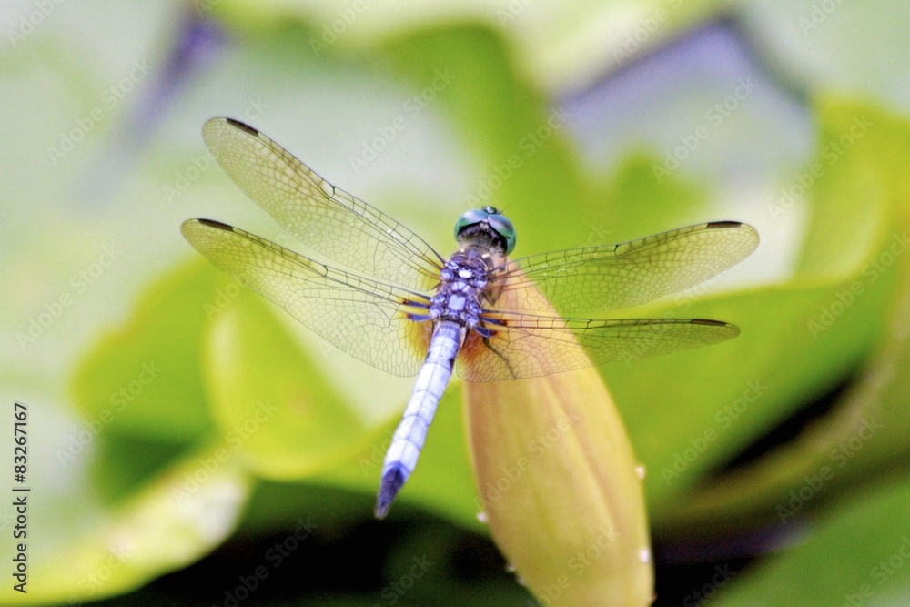 Blue dragonfly standing on a Water Lily Blue dragonfly standing on a Water Lily