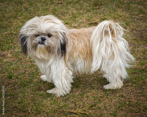 Cute and Shaggy Ungroomed Shih Tzu Dog photo