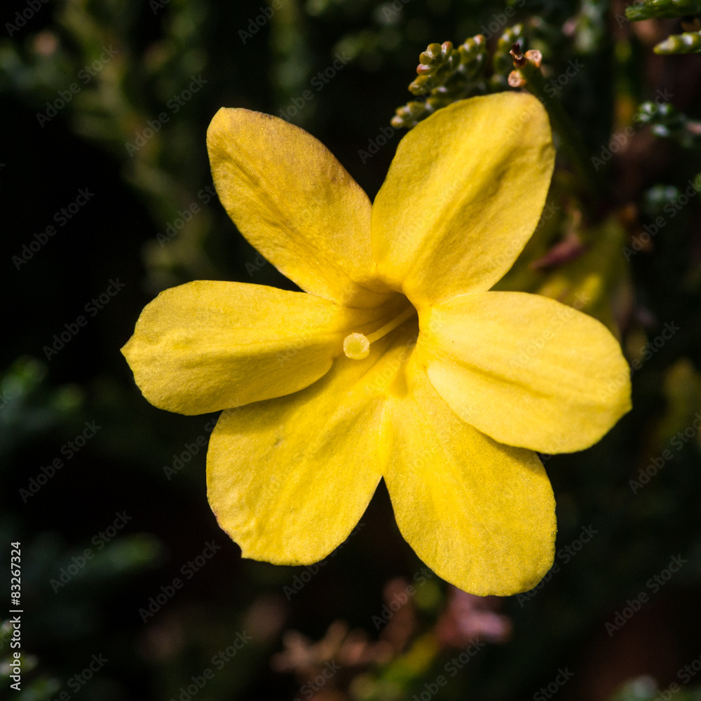 Fototapeta premium Winter Jasmine