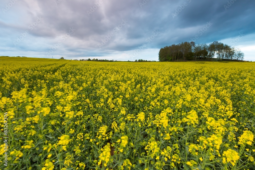 Blooming rapeseed field under cloudy sky