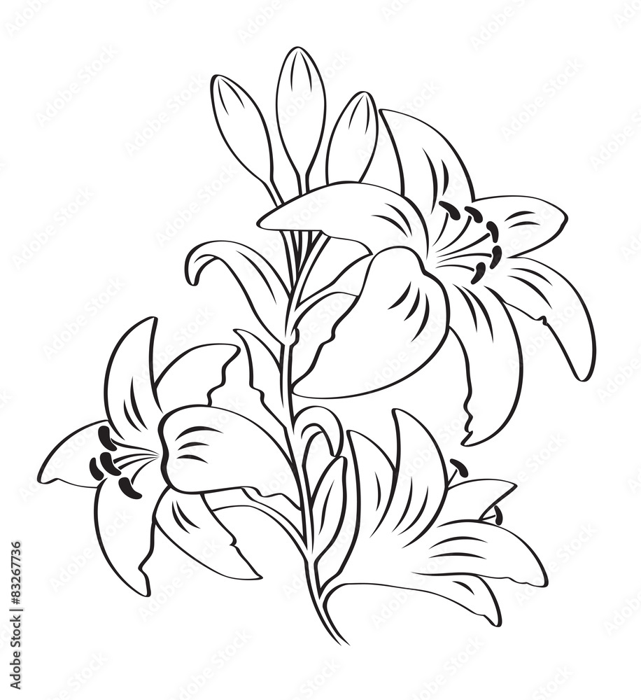 lily flower lily flower