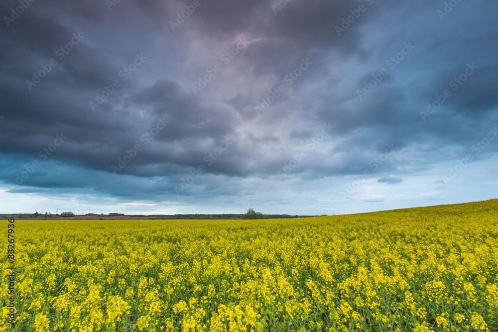 Blooming rapeseed field under cloudy sky