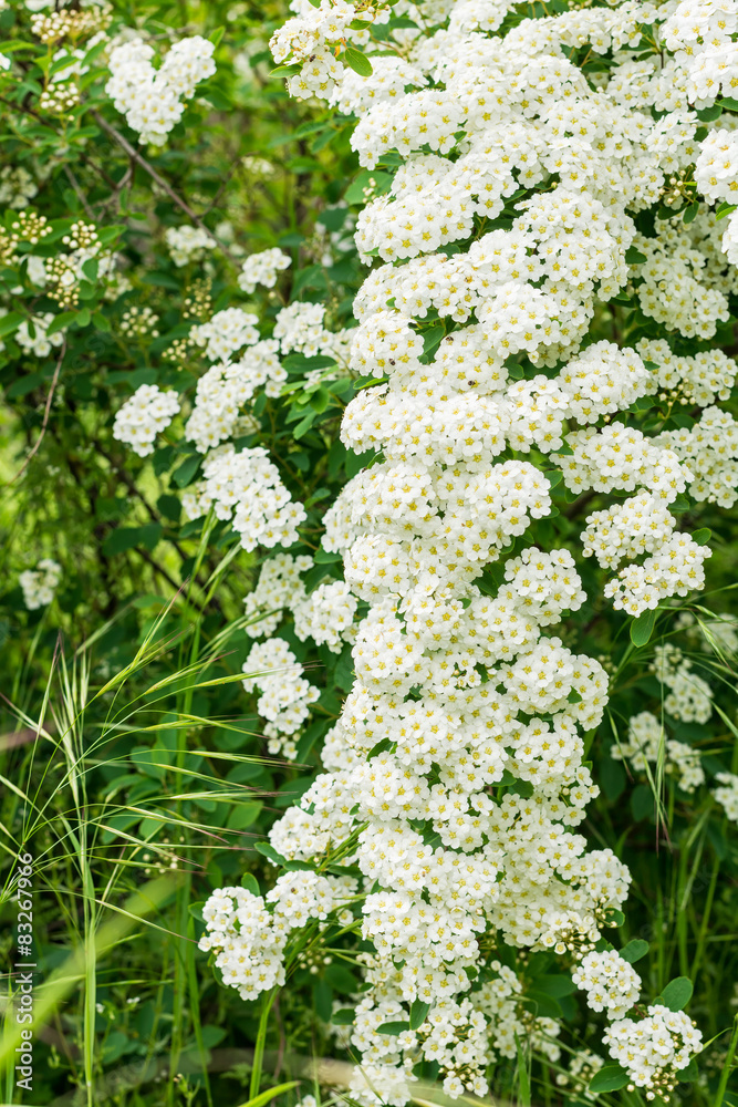 Blooming Bush and flowers on a background of green grass