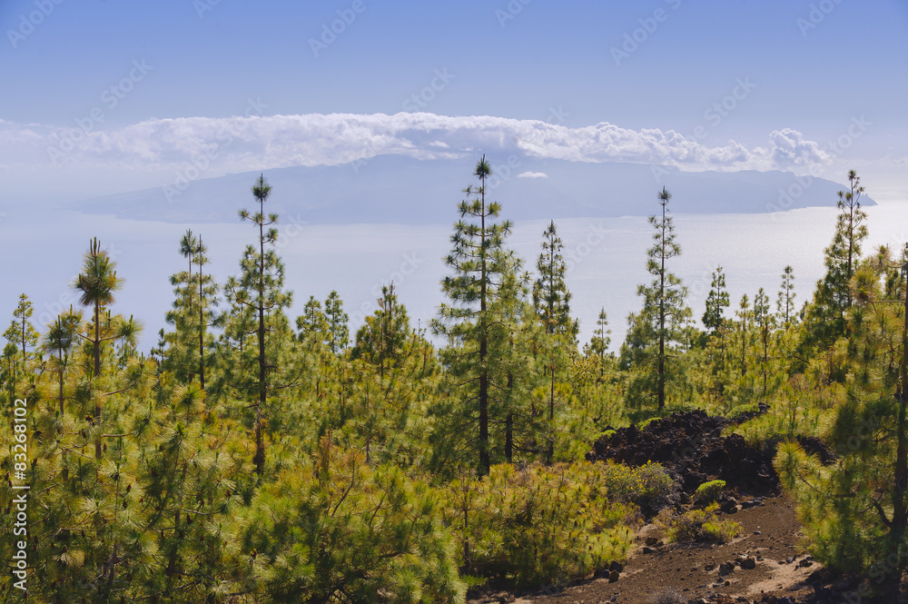 Tenerife pine forest. View of the island of La Gomera