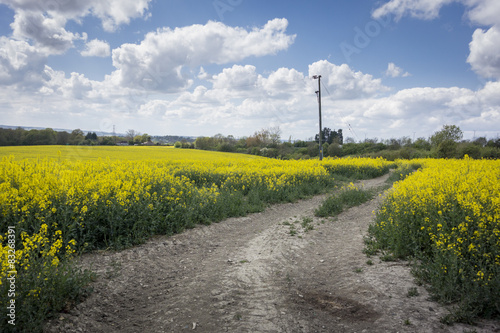 Farm track into Field of Rape