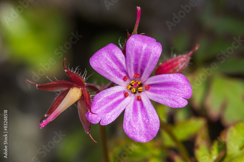 Fototapeta Naklejka Na Ścianę i Meble -  Herb Robert (Geranium robertianum) close-up