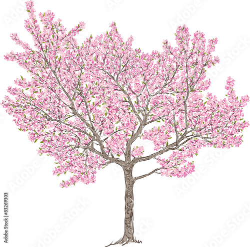 blooming cherry tree © Amili
