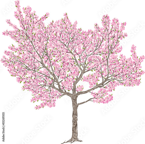 blooming cherry tree