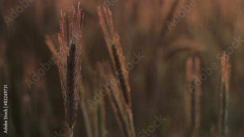 Poranna rosa na kłosach zboża 