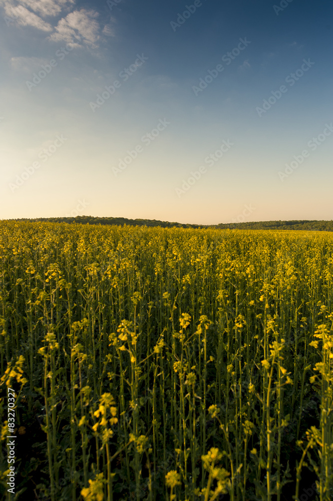 Obraz premium Blue sky and yellow field