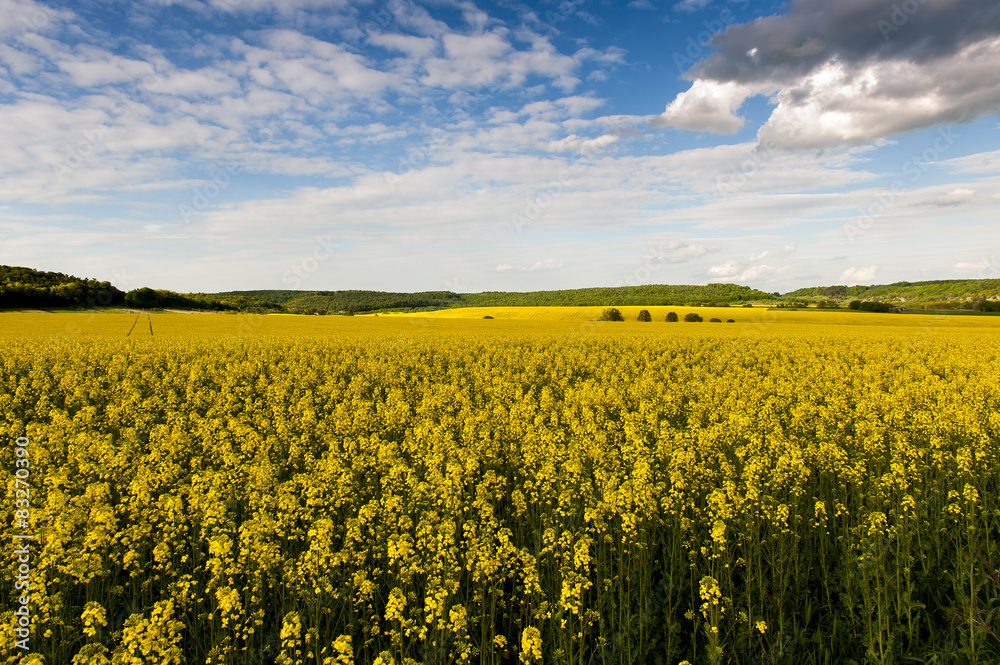 Fototapeta premium Blue sky and yellow field