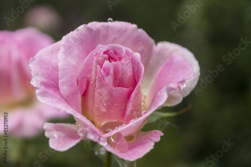 Pale pink rose with raindrops