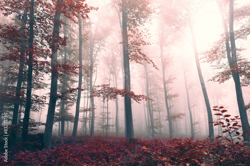 Beautiful red colored foggy forest landscape