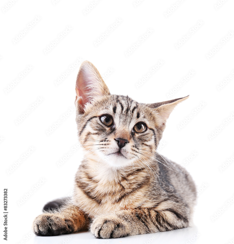 Cute kitten isolated on white