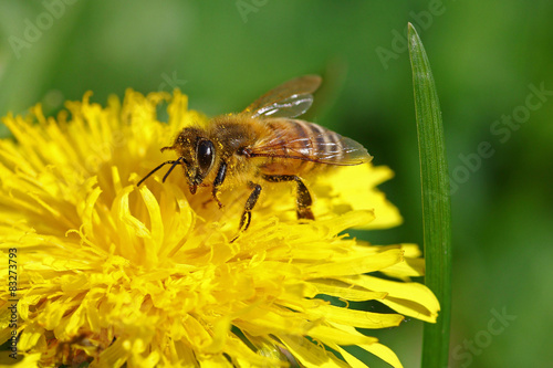 Honey bee going through a yellow flower