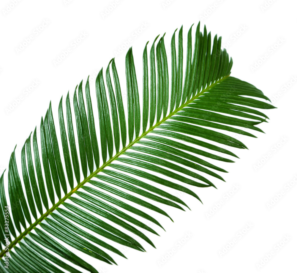 Obraz premium Green palm branch on light background