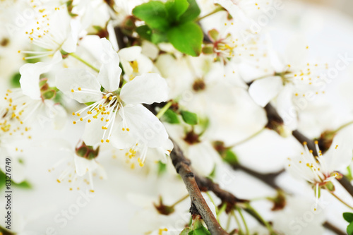 Flowering branch  closeup