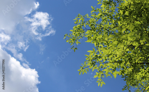 spring leaves under blue sky