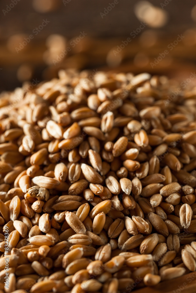 Raw Organic Spelt Grain Raw Organic Spelt Grain