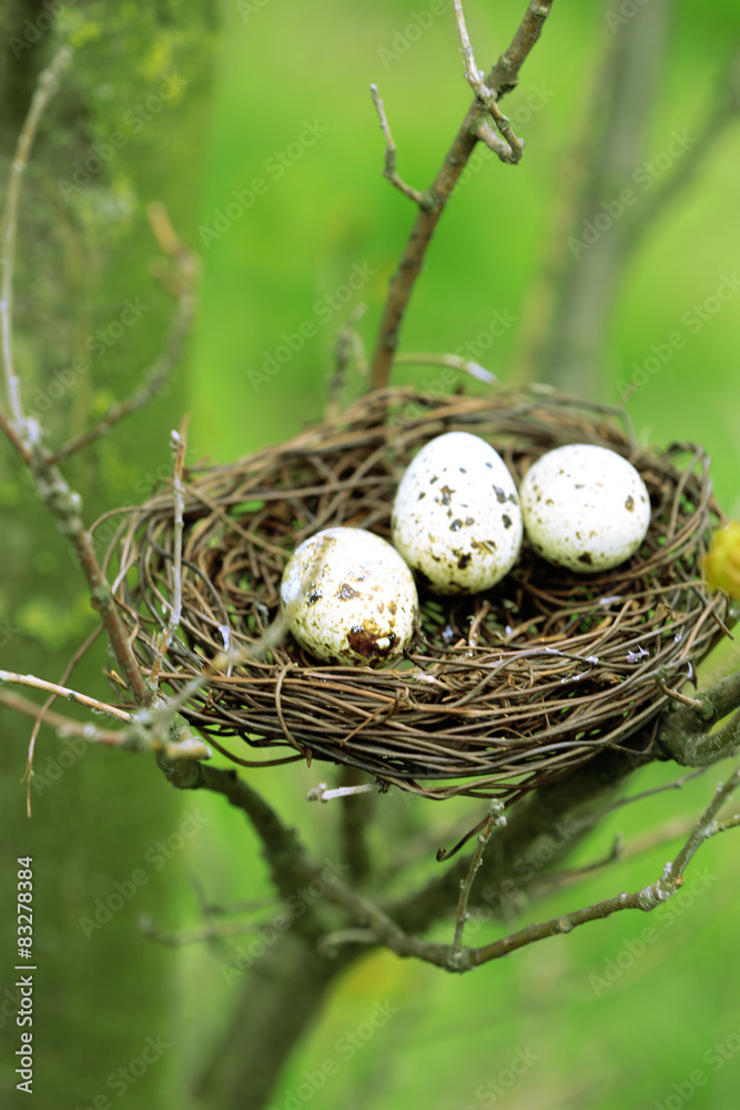 Wicker nest with eggs over tree branches background Wicker nest with eggs over tree branches background