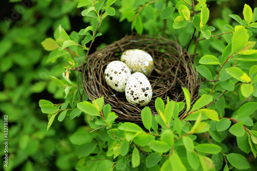 Wicker nest with eggs over green tree background