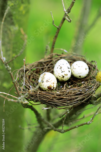 Wicker nest with eggs over tree branches background