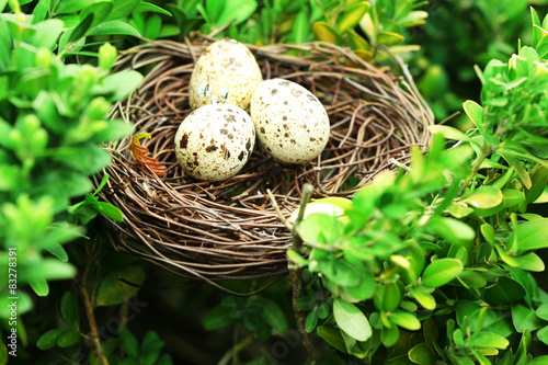 Wicker nest with eggs over green tree background